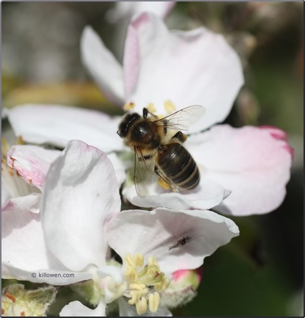 blackbee on apple blossom